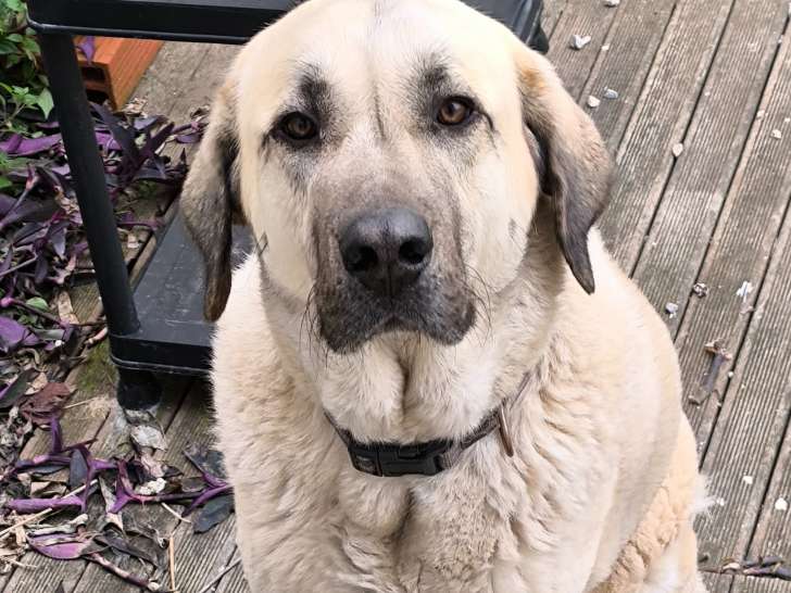 Uter, chien Kangal à donner