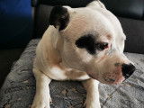 Mâle Staffordshire Bull Terrier LOF blanc disponible pour saillie