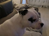 Mâle Staffordshire Bull Terrier LOF blanc disponible pour saillie