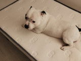 Mâle Staffordshire Bull Terrier LOF blanc disponible pour saillie