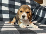 Mise à la vente de chiots Beagles LOF tricolores