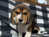 Mise à la vente de chiots Beagles LOF tricolores
