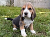 Mise à la vente de chiots Beagles LOF tricolores