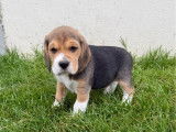 Mise à la vente de chiots Beagles LOF tricolores