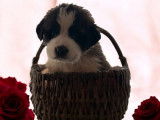11 chiots Saint-Bernard LOF disponibles à la réservation