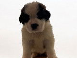 11 chiots Saint-Bernard LOF disponibles à la réservation