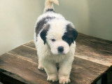 11 chiots Saint-Bernard LOF disponibles à la réservation