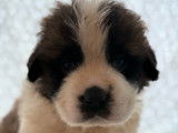 11 chiots Saint-Bernard LOF disponibles à la réservation