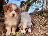 À réserver 10 chiots Bergers Australiens (LOF)