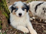 À réserver 10 chiots Bergers Australiens (LOF)