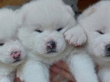 Chiots Akita Inu blancs LOF &agrave; vendre