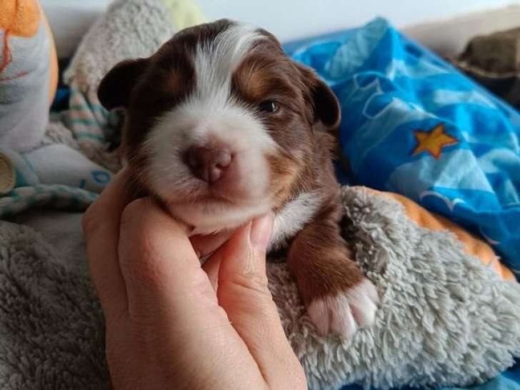 Un chiot femelle Berger Américain Miniature LOF tricolore à réserver