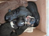 Chiots Berger Australien a vendre
