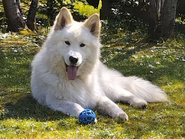 Mâle Berger Blanc Suisse croisé Samoyède disponible pour saillie