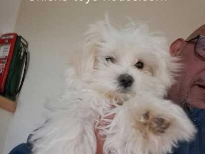 Chiots Mal-Shi et Pomapoo à vendre