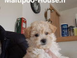 Chiots Mal-Shi et Pomapoo à vendre