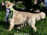 Mâle Golden Retriever LOF disponible pour saillie