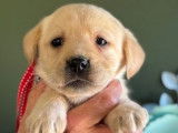 5 chiots Labrador Retrievers disponibles à la vente