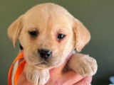 5 chiots Labrador Retrievers disponibles à la vente