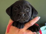 5 chiots Labrador Retrievers disponibles à la vente