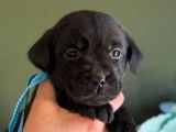 5 chiots Labrador Retrievers disponibles à la vente