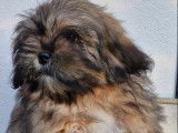 2 chiots mâles Lhassa Apso disponibles à la vente (LOF)