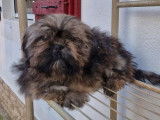 2 chiots mâles Lhassa Apso disponibles à la vente (LOF)