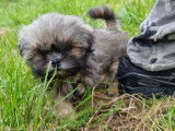 Des chiots Shih Tzu à vendre (LOF)