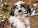 Des chiots Shih Tzu à vendre (LOF)