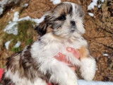 Des chiots Shih Tzu à vendre (LOF)