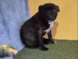 À vendre 2 chiots mâles Staffordshire Bull Terrier LOF