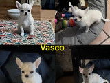2 chiots mâles Chihuahuas LOF à vendre