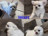 2 chiots mâles Chihuahuas LOF à vendre