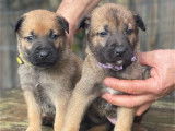 6 chiots mâles Bergers Belges Malinois à réserver (LOF)