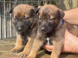 6 chiots mâles Bergers Belges Malinois à réserver (LOF)