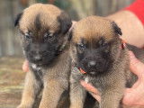 6 chiots mâles Bergers Belges Malinois à réserver (LOF)