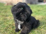 Des chiots mâles Shih Tzu LOF disponibles à la vente