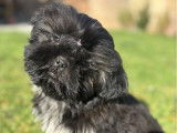 Des chiots mâles Shih Tzu LOF disponibles à la vente
