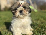 Des chiots mâles Shih Tzu LOF disponibles à la vente