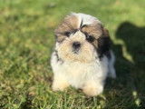 Des chiots mâles Shih Tzu LOF disponibles à la vente
