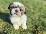 Des chiots mâles Shih Tzu LOF disponibles à la vente