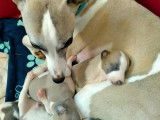 Chiots Lévrier Whippet LOF à vendre