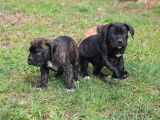 4 chiots mâles Cane Corso à réserver (LOF)