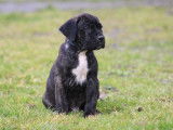 4 chiots mâles Cane Corso à réserver (LOF)