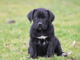 4 chiots mâles Cane Corso à réserver (LOF)