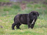 4 chiots mâles Cane Corso à réserver (LOF)