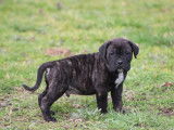 4 chiots mâles Cane Corso à réserver (LOF)