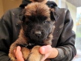 Des chiots Bergers Belges Tervueren LOF disponibles à la réservation