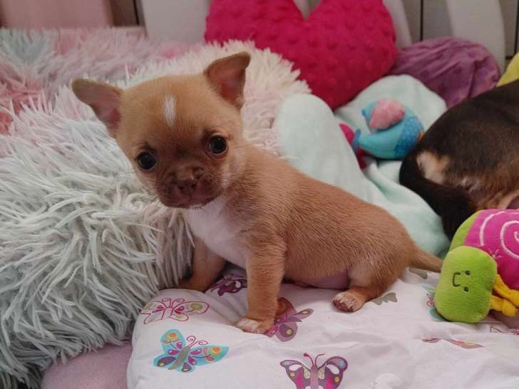 À vendre un chiot mâle Chihuahua fauve (LOF)