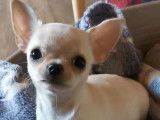 Un chiot femelle Chihuahua LOF à vendre